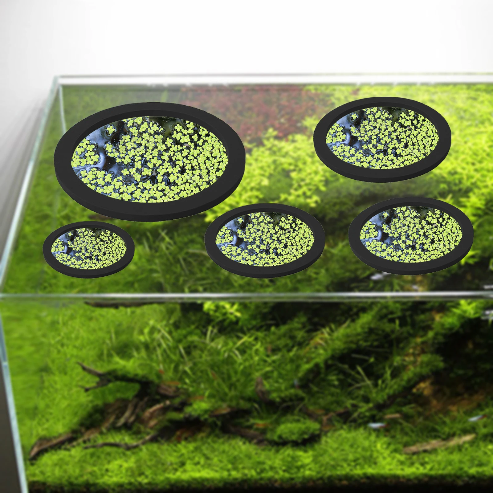 5 pçs eva anel de alimentação  - Aquarium Fish Types avaliação e preço