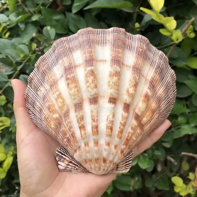 Novas Fatias Naturais de Conch - Aquarium Queen Fish avaliação e preço